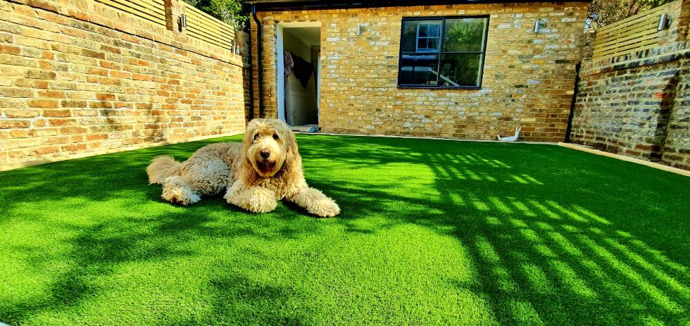 cute fluffy dog enjoying artificial grass garden by Easigrass