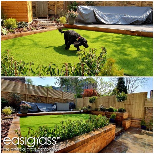 black dog playing on artificial lawn