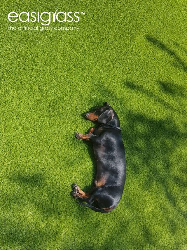 black dog laying down on artificial lawn in shde of tree