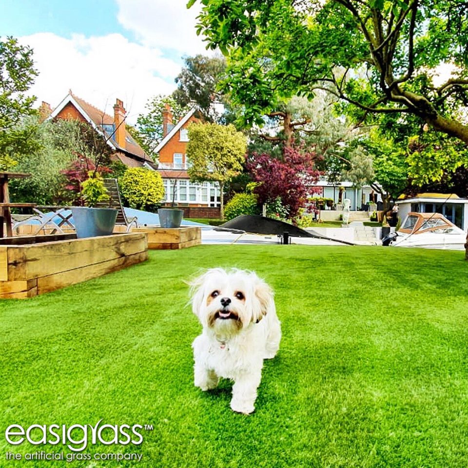 Close up of a happy dog running on artificial grass
