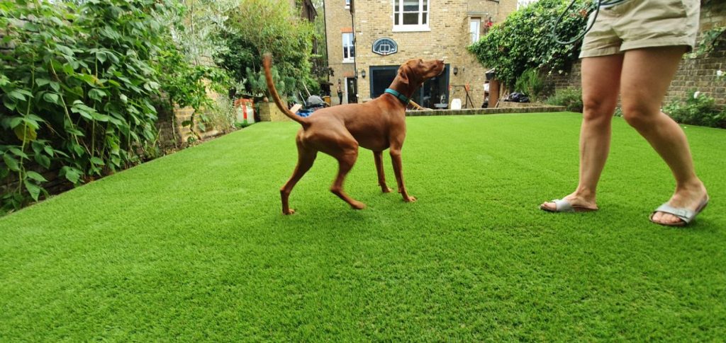 dog playing with owner on artificial grass