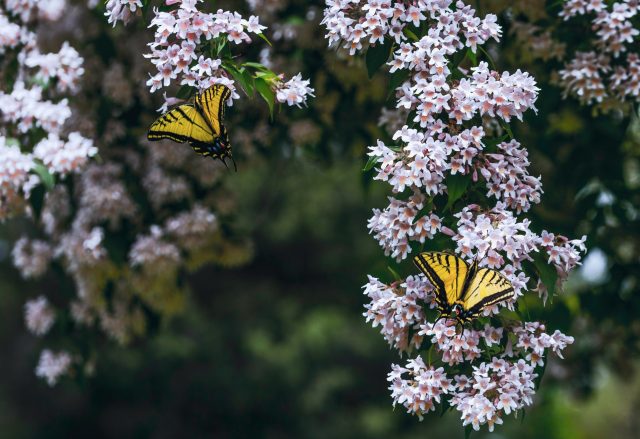 Close up of butterflys on flowers