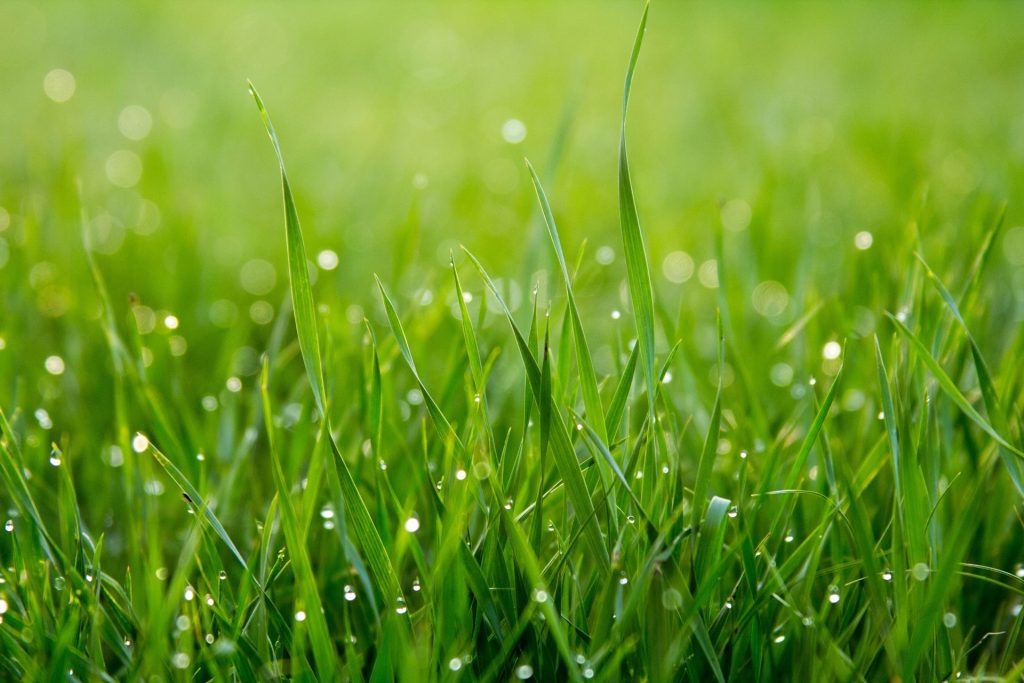 Close up photo of grass with rain drops on it