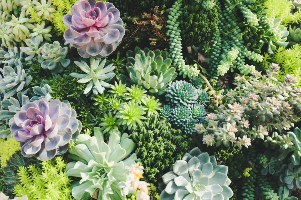 close up of plants in garden