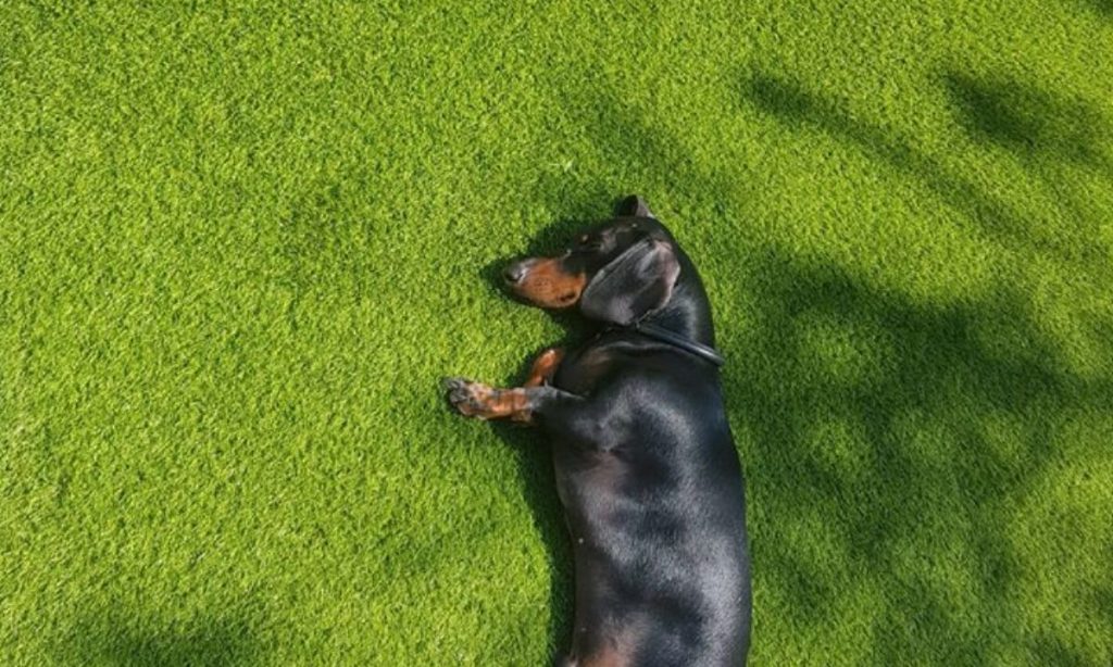 artificial grass for dog