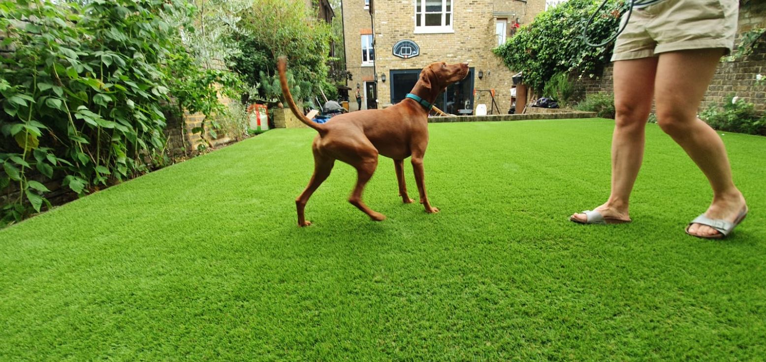 Brown dog playing with owner on fake lawn