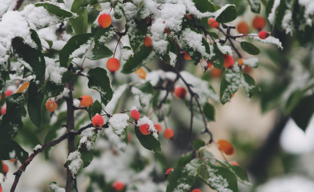 Berries on tree in winter time