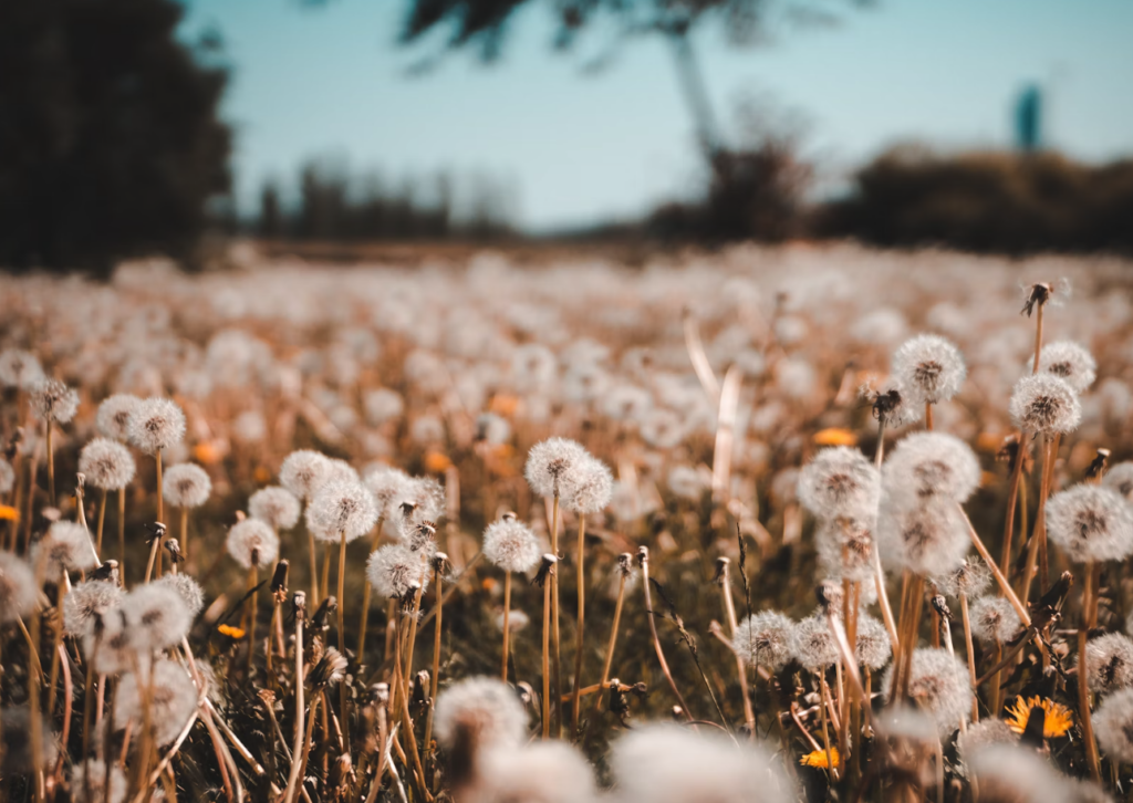 a field full of weeds